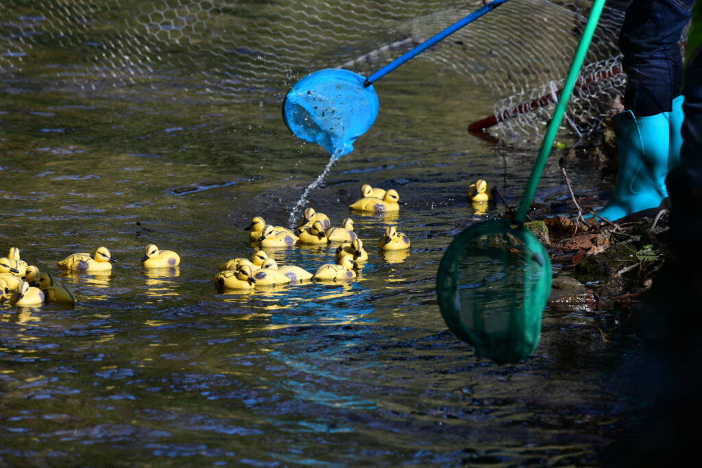 Duck 4